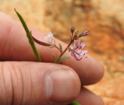 Cleome monophylla, photographed by Matthew Fainman