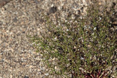 Nemacladus pinnatifidus, photographed by Millie Basden