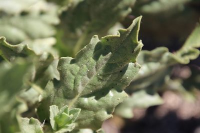 Geraea viscida, photographed by Millie Basden