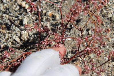 Chorizanthe leptotheca, photographed by Millie Basden