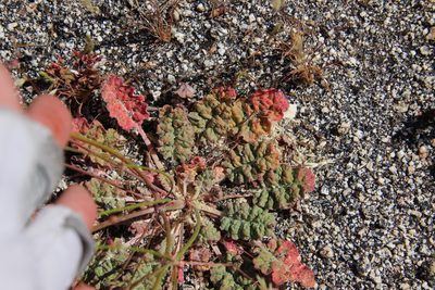 Eriogonum thurberi, photographed by Millie Basden