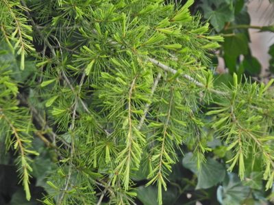 Cedrus deodara, photographed by Susan Marley