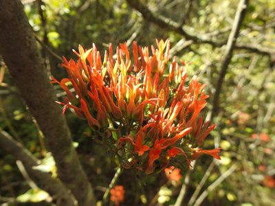 Kalanchoe rotundifolia, photographed by Matthew Fainman