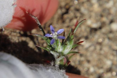 Eriastrum filifolium, photographed by Millie Basden