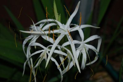 Hymenocallis cleo, photographed by Neptalí Ramírez Marcial