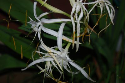 Hymenocallis cleo, photographed by Neptalí Ramírez Marcial