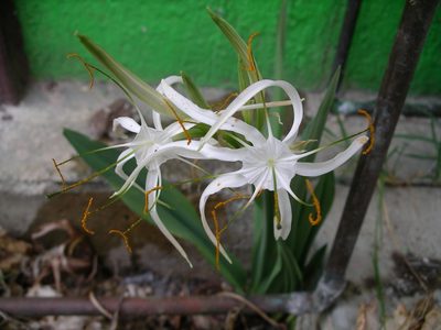 Hymenocallis cleo, photographed by Neptalí Ramírez Marcial