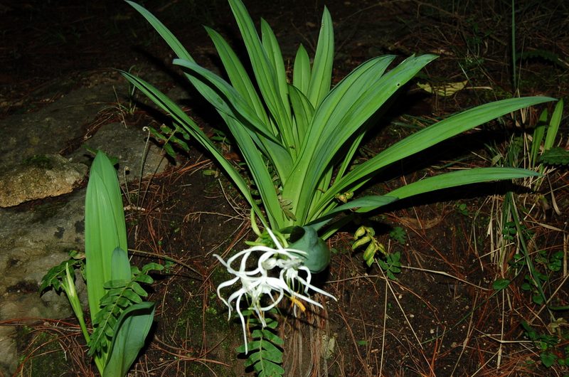 Hymenocallis cleo, photographed by Neptalí Ramírez Marcial