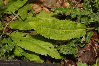 Rumex conglomeratus, photographed by Stephen James McWilliam