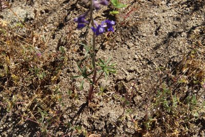 Delphinium parryi