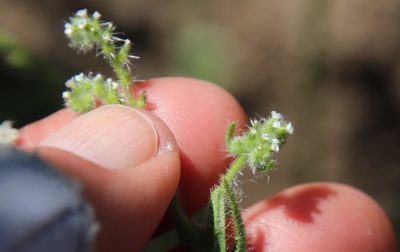 Cryptantha microstachys, photographed by Millie Basden