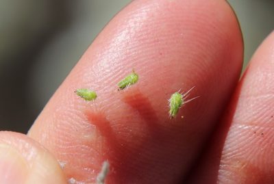 Cryptantha microstachys, photographed by Millie Basden