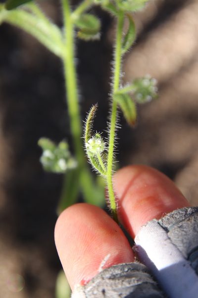 Cryptantha microstachys, photographed by Millie Basden