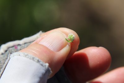 Cryptantha microstachys, photographed by Millie Basden