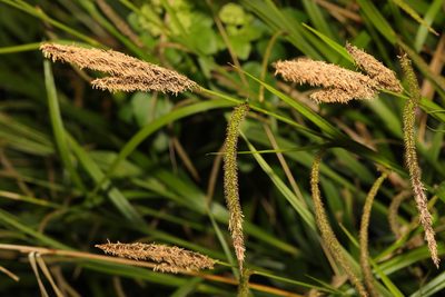Carex nigra, photographed by Stephen James McWilliam
