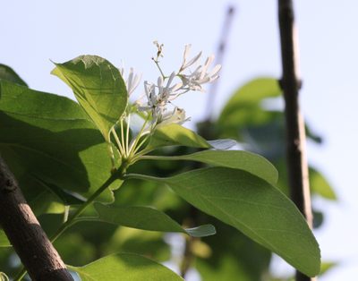 Chionanthus retusus, photographed by Agnes Trekker