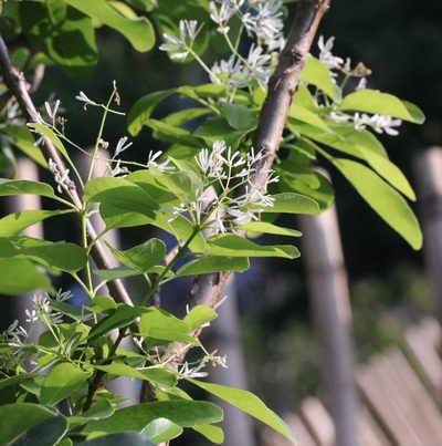 Chionanthus retusus, photographed by Agnes Trekker