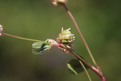Trifolium gracilentum, photographed by Millie Basden