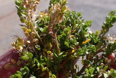 Lepidium strictum, photographed by Madeleine Claire