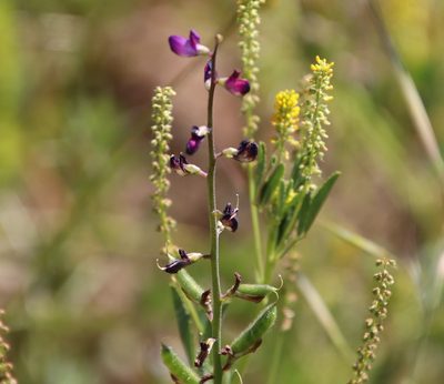 Lupinus truncatus, photographed by Millie Basden