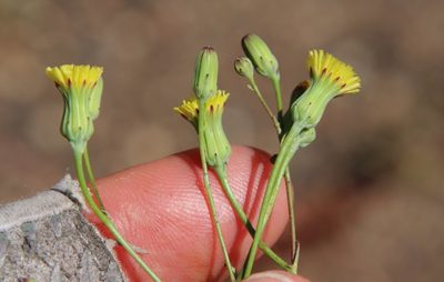 Malacothrix clevelandii, photographed by Millie Basden
