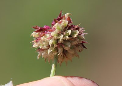 Trifolium ciliolatum, photographed by Millie Basden