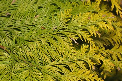 Chamaecyparis lawsoniana, photographed by Stephen James McWilliam