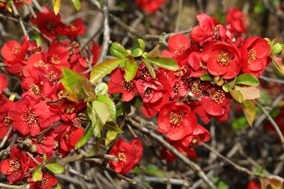 Chaenomeles speciosa, photographed by Stephen James McWilliam