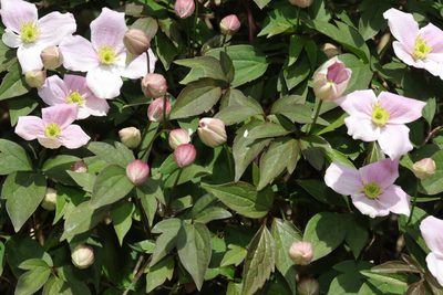 Clematis montana, photographed by Stephen James McWilliam