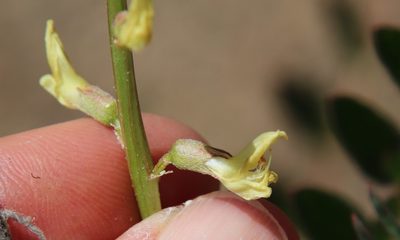 Astragalus deanei, photographed by Millie Basden