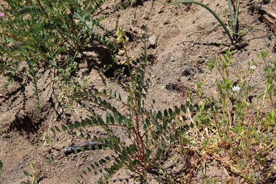 Astragalus deanei, photographed by Millie Basden