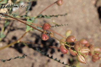Astragalus deanei, photographed by Millie Basden