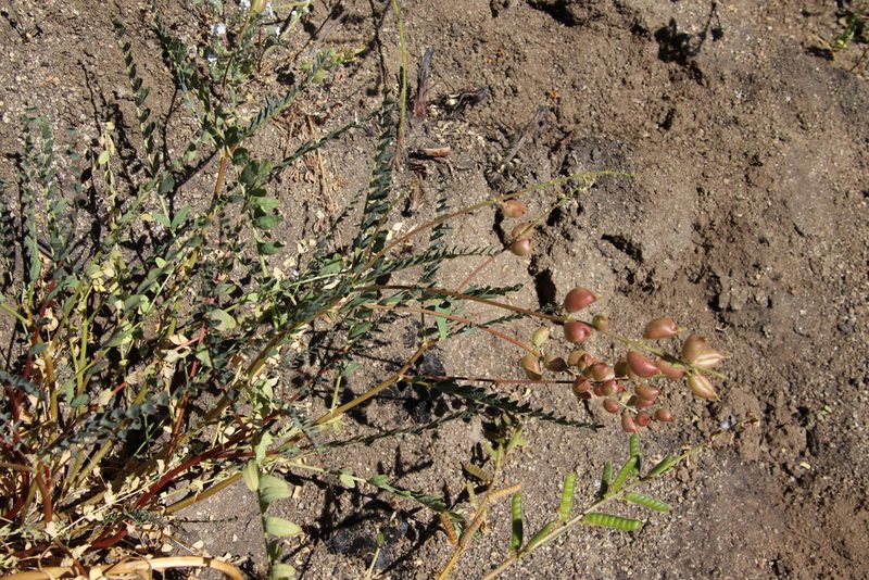 Astragalus deanei, photographed by Millie Basden