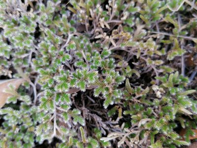 Selaginella dregei, photographed by Hildegard Klein