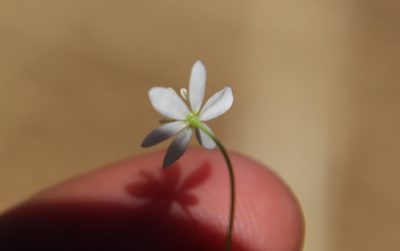 Meconella denticulata, photographed by Millie Basden