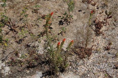 Castilleja minor, photographed by Millie Basden