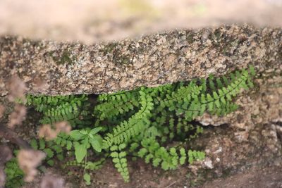Asplenium vespertinum, photographed by Millie Basden