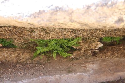 Asplenium vespertinum, photographed by Millie Basden