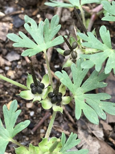 Geranium texanum, photographed by lanechaffin