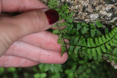 Asplenium vespertinum, photographed by Millie Basden