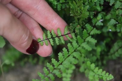 Asplenium vespertinum, photographed by Millie Basden