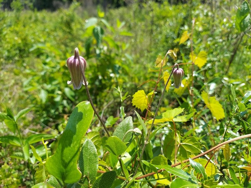 Clematis reticulata, photographed by Athena Philips
