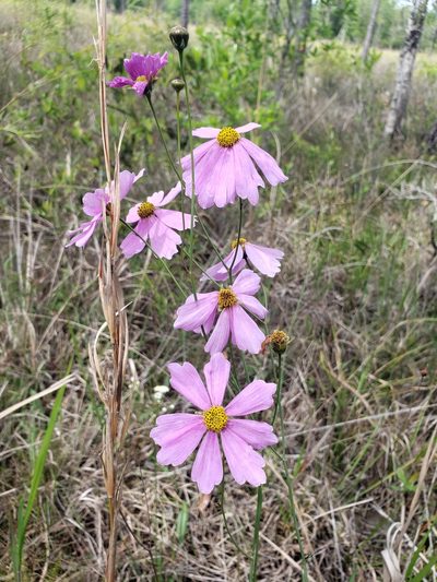 Coreopsis nudata, photographed by Jody Shugart