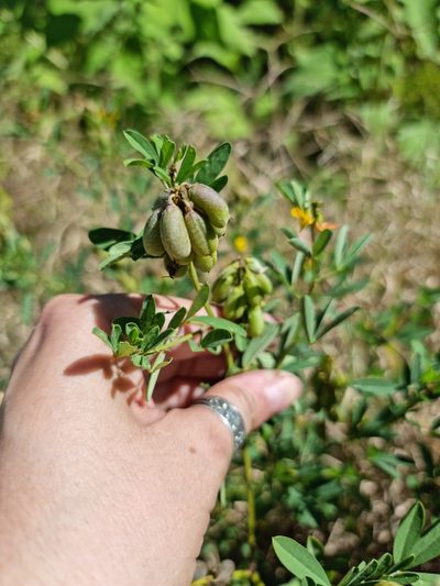 Crotalaria maypurensis, photographed by Sol Quipildor
