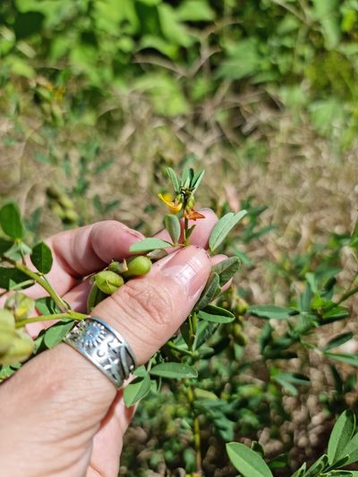 Crotalaria maypurensis, photographed by Sol Quipildor