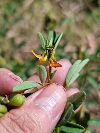 Crotalaria maypurensis, photographed by Sol Quipildor