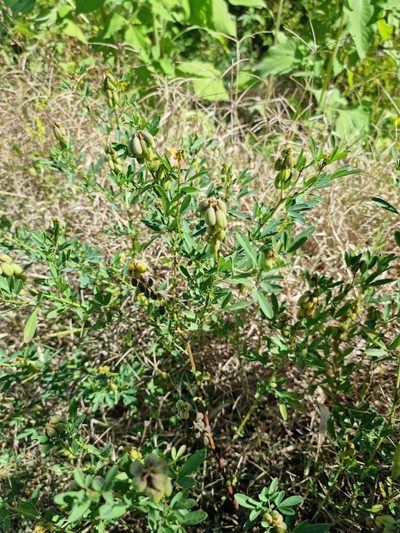Crotalaria maypurensis, photographed by Sol Quipildor