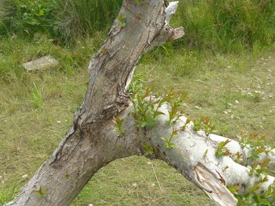 Salix euxina, photographed by James Crofts-Bennett