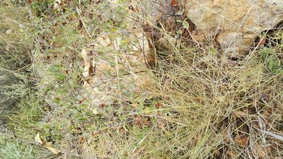 Sphedamnocarpus pruriens, photographed by Marianne Le Roux