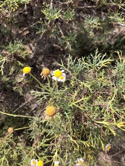 Argyranthemum foeniculaceum, photographed by Rachel Allingham